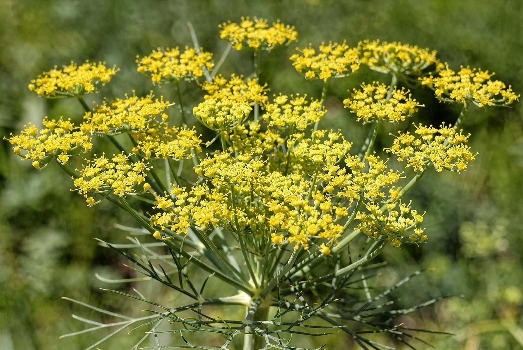 Fennel — hero (AI-generated reference image)